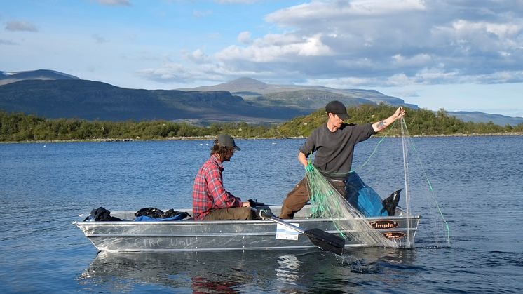 Sven Norman har studerat produktionen av fisk i fjällsjöar, här i närheten av Torneträsk.