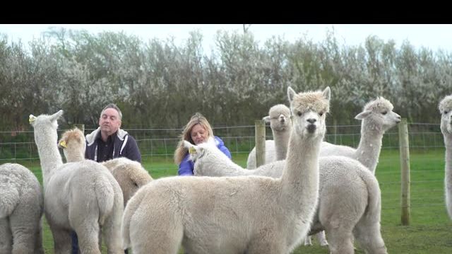 Superfast fibre makes a world of difference to Cumbrian alpaca farm