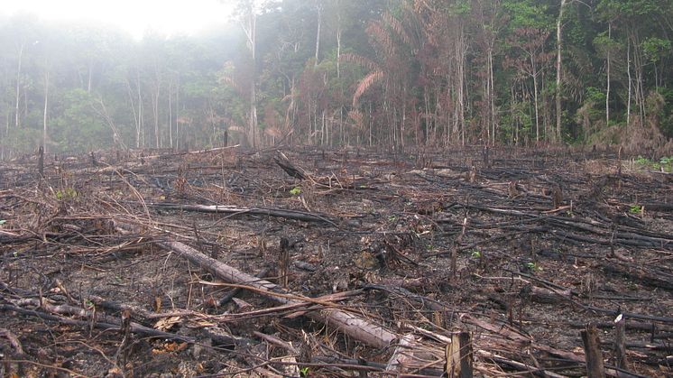 Skovrydning er en stor drivkraft bag klimaforandringerne - og bør derfor være højere prioriteret. Foto: Shutterstock