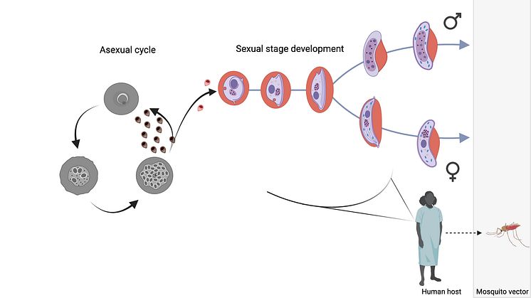 Schematiskt diagram för hur parasitens sexuella utvecklingen går till i människan, fram till dess att den är redo att tas upp av myggan. Grafiken skapades med hjälp av Biorender.com