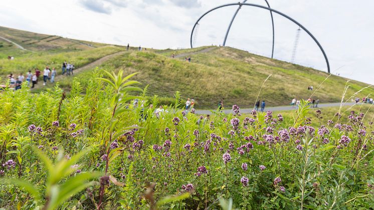 Foto: Sascha Kreklau / Halde Hoheward in Herten