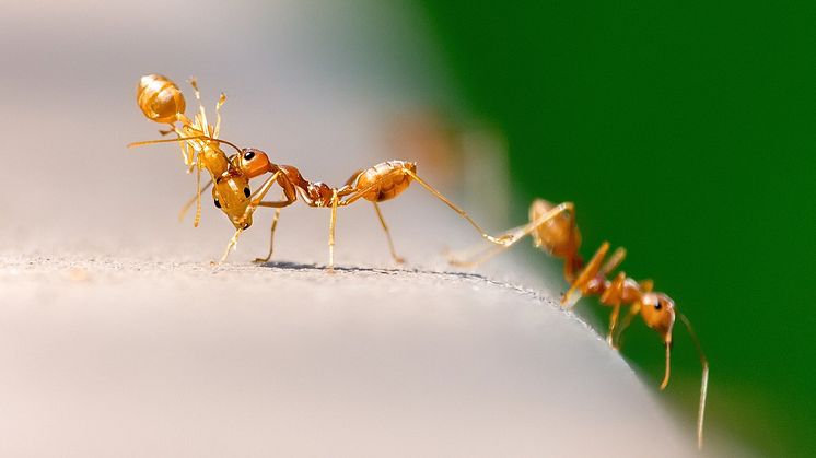 Myrsteg för högre pris på klimatutsläpp