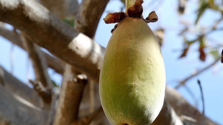 Exotisk frukt ska smaksätta ny burgare