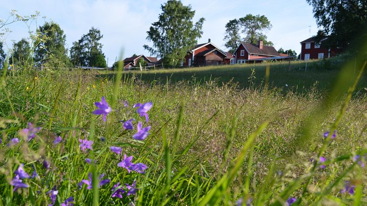 Handlingsplanen för grön infrastruktur spänner över flera olika områden och bland de nya åtgärdsförslagen hittar vi allt från att skapa ängsmarker av gräsmattor, till att förebygga terrängkörning i fjällen.