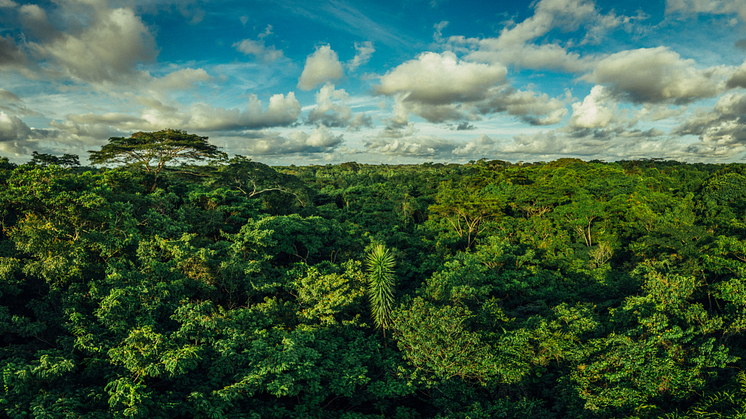Forest canopy, Mai Ndombe - Democratic Republic of the Congo /  Project: Mai Ndombe REDD+ Project /Foto: Filip C. Agoo