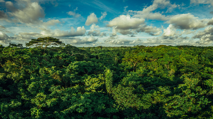 Forest Canopy -  Mai Ndombe, DRC