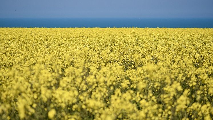 rapeseed-g624266c15_1280.jpg