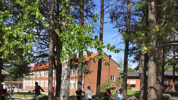 Klass 1 från Stöcke skola plockar skräp.