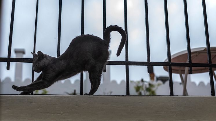 CATS Buenos Aires. Foto: Karl Melander