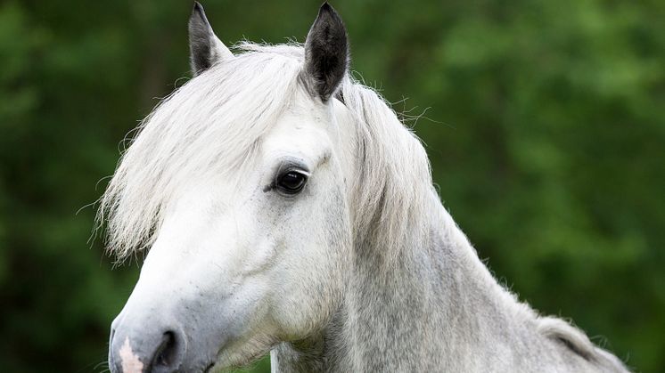 Sveland höjer hästarnas ersättningsnivå