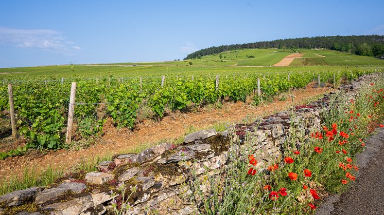 Domaine des Comtes Lafon på Systembolaget!