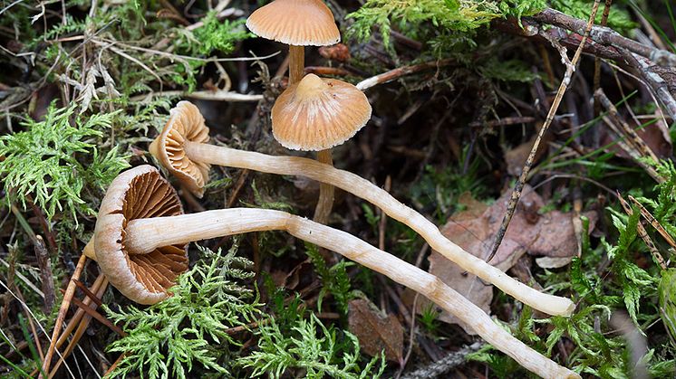 Spetsspindlingar (Cortinarius acutus). Foto: Michael Krikorev