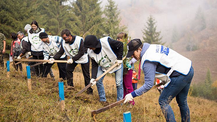 Pădurea JYSK la Roșia Montană – o miniplanetă verde 