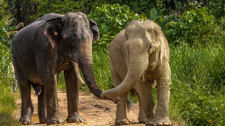 Elefanter i det djurvänliga reservatet Following Giants i Thailand. Foto Tom Svensson
