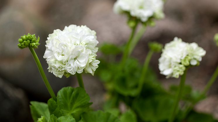 Rosenknoppspelargonen ’Kronprinsessan Mary’ 