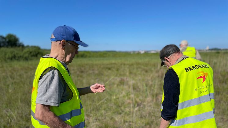 Den 15 juni samlades artentusiaster tillsammans med kommunekolog Malin Larsson och utforskade flygplatsens kalkkärr.