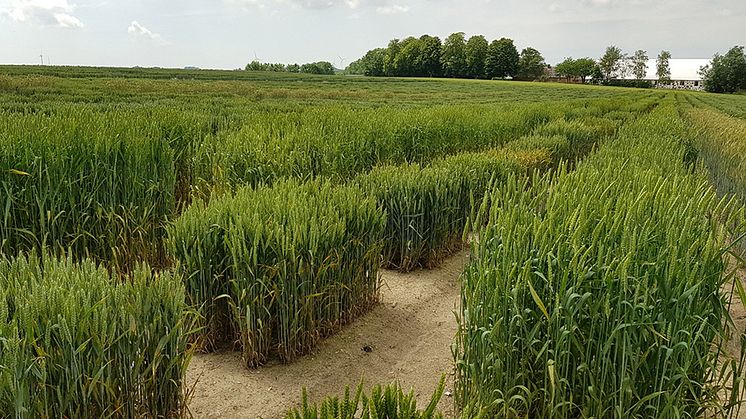 Utvärdering i fält av sortmaterial från NordGen, utfört i Svalöv 2019 av Lantmännen. Foto: Aakash Chawade