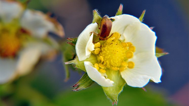 Fullbildad smultronlövbagge (Galerucella tenella) som äter på smultronkronblad. Foto: Alejandro Ruete