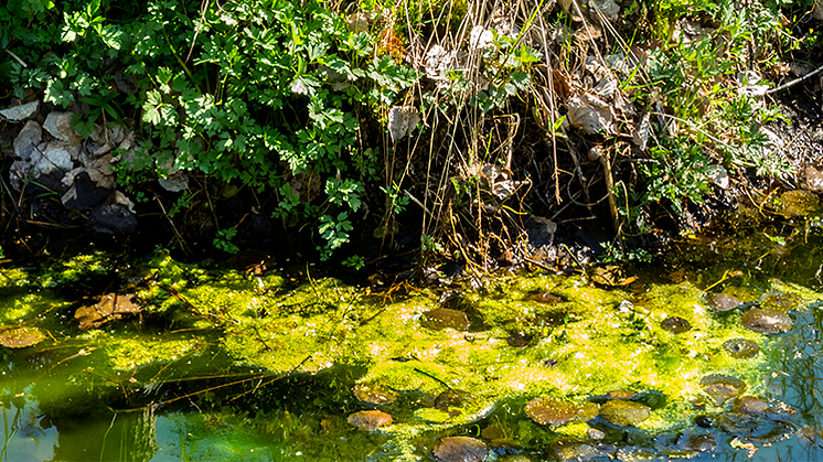 Övergödning och spridning av miljöfarliga ämnen – därför behövs lokala vattenvårdsprojekt 