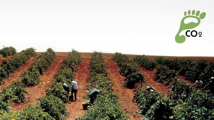 Bodegas Campo Viejo, den første spanske vingården til å sertifisere sine karbonutslipp
