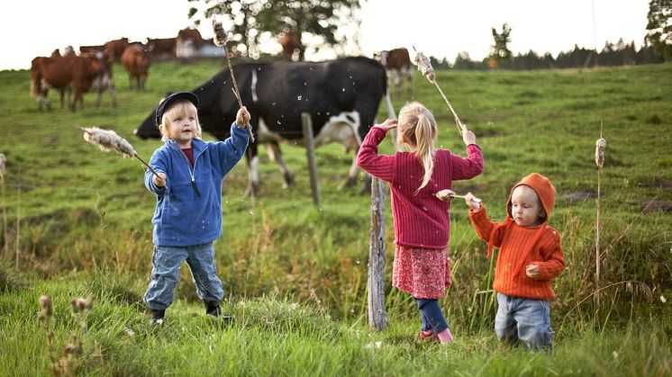 Lekande barn intill betesmark. Foto: Anders Freudendah, Skandinav bildbyrå.