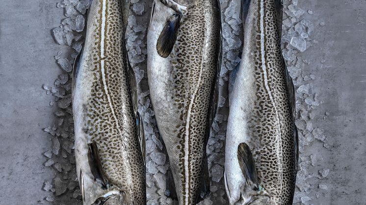 Norway's seasonal hero cod; Skrei