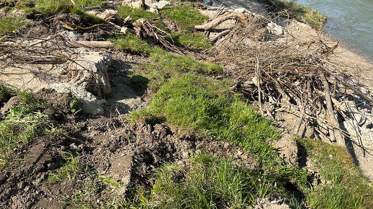 Ersatzhabitat für Zauneidechsen an der Fischaufstiegsanlage Oberpeiching.