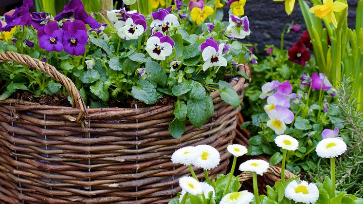 Blomsterlandet öppnar ny butik i Uppsala