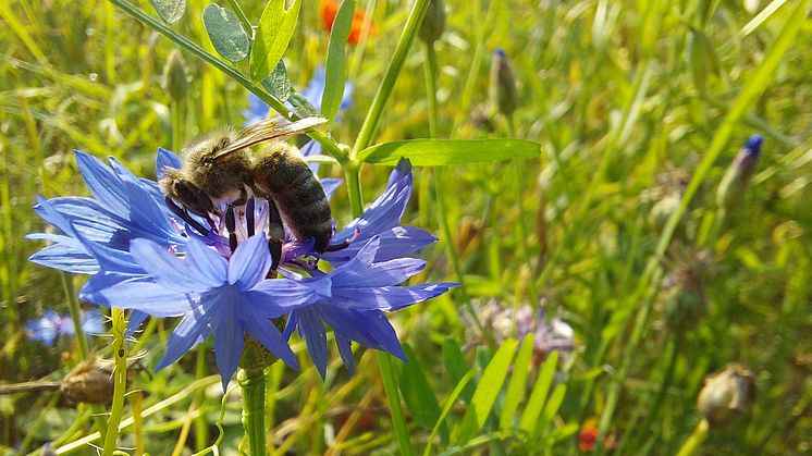 Die Honigbiene ist der prominenteste Vertreter der bestäubenden Insekten. / Bild: iStock 1330165694