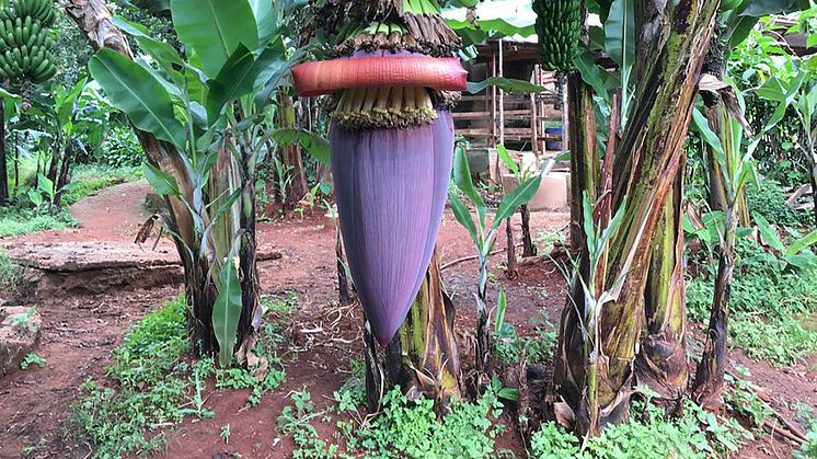 Platanera en Kenia (autora: Lin Bautze)