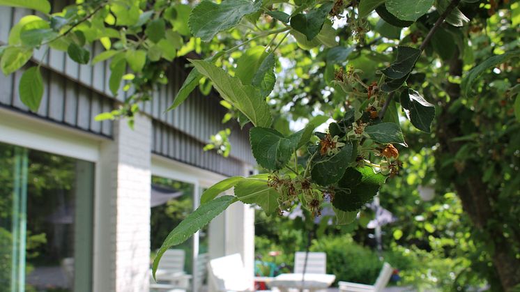 Björka Bromma bjuder enligt tradition in tidigare boende till ett nyktert och drogfritt midsommarfirande. Foto: Skyddsvärnet