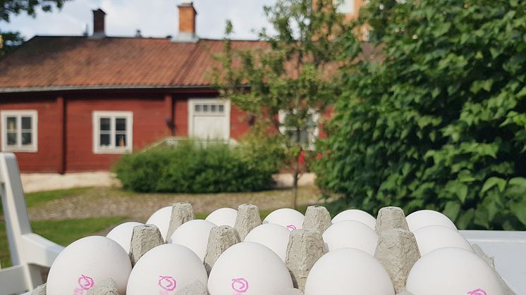 Ägg är den mest klimatsmarta proteinkällan – enligt svenska folket 