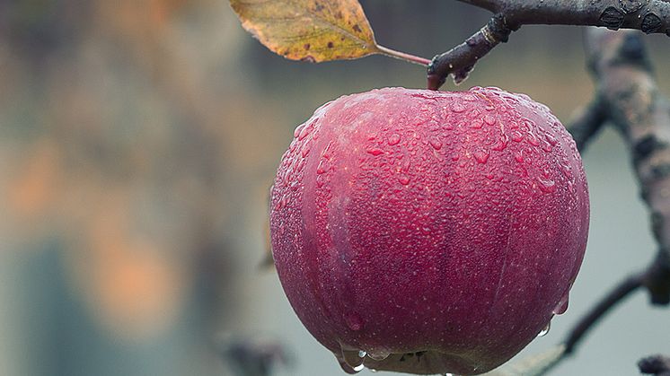 I höst samlar Sysavs återvinningscentraler in fallfrukt.