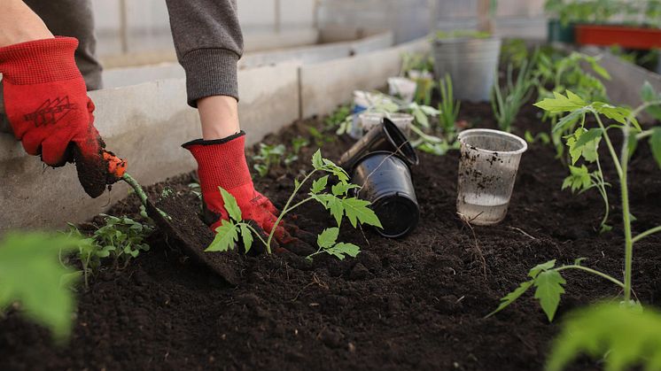 Mit Schafwollpellets zu ertragreicheren Ernten bei gleichzeitigem Aufbau humusreicher Böden