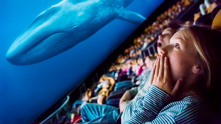 Filmen Blåvalar - jättarnas återkomst blir den första att upplevas med den nya tekniken. Foto: Oceanic Films/Martin Stenmark 