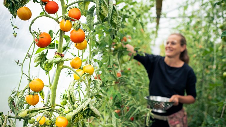 9-10 september förvandlas Kungsbacka torg till ett mat-mecka för höstälskaren och skördaren!