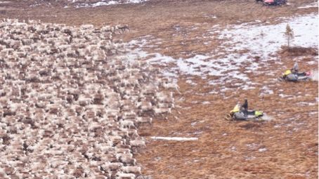 Renskötseln påverkas av klimatförändring