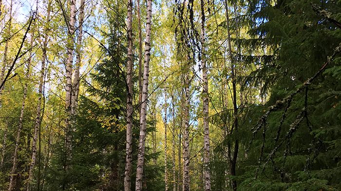 Blandskog. Foto: Jan Bengtsson