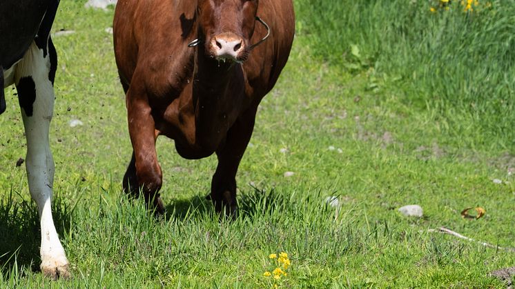 Betessläpp i Röbäck 6 juni 2022