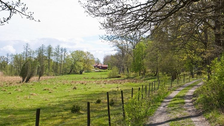 Ängsö. Foto Christer Broman/Mostphotos.