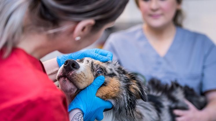 Det är alltid veterinären som bedömer vilka behandlingsalternativ som finns, till exempelvis utifrån hur akut sjukdomen är. Foto: Distriktsveterinärerna