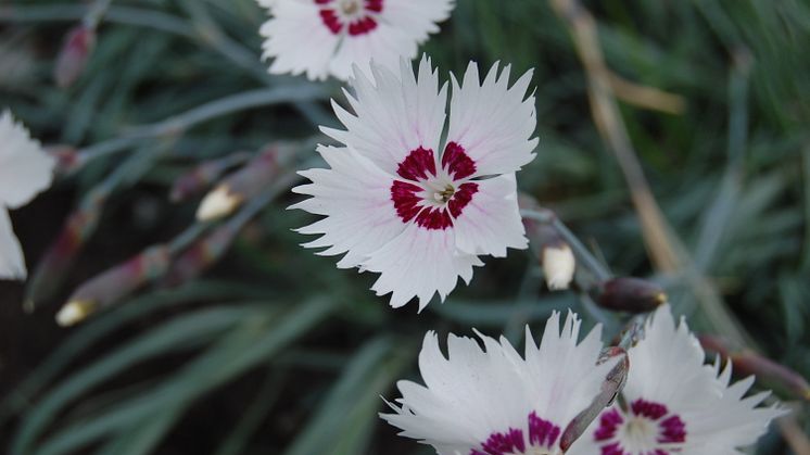 Fjädernejlika, Dianthus Plumarius-Gruppen 'Marieberg' Svenskt kulturarv