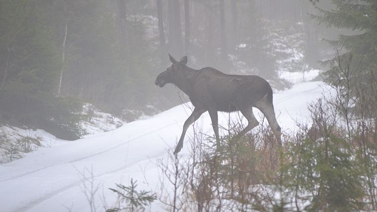 Ta det varsamt i jul och nyårstrafiken - se upp för vilt längs vägarna