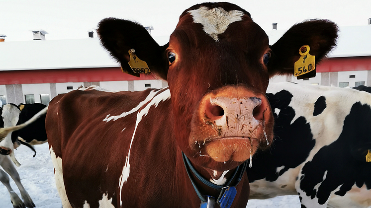 Arla tuo pakkauksiinsa Suomen ensimmäisen riippumattoman eläinten hyvinvointimerkin