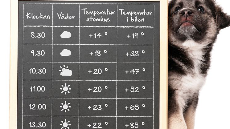 Varje år dör hundar som lämnats i varma bilar då temperaturen kan stiga snabbt på bara några minuter.
