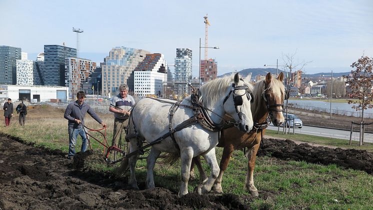 Sparebankstiftelsen DNB har denne våren mottatt mange søknader om støtte til dyrkeprosjekter og urbant landbruk. En av de som får støtte er Norges Bondelag til sitt Bybonde-prosjekt i Bjørvika i Oslo. (Foto: Vibeke Hermanrud)