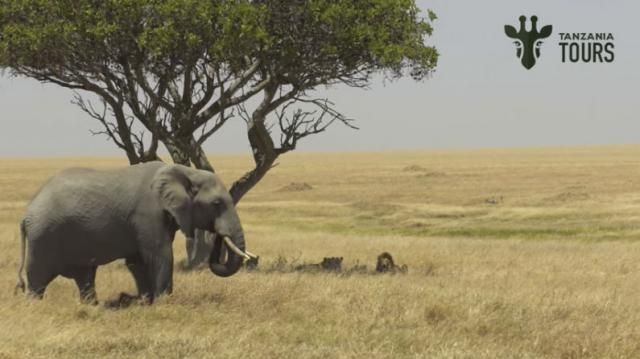 Tag på skræddersyet safari med Tanzania Tours