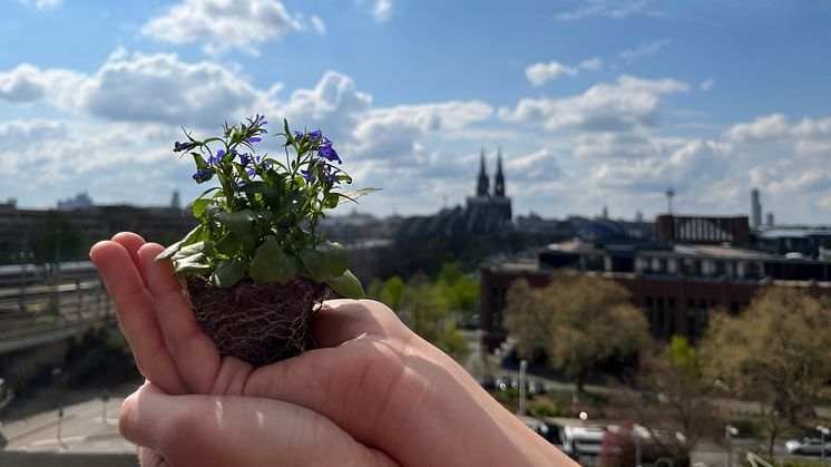 Zurich Versicherung unterzeichnet die Klimaerklärung der Stadt Köln