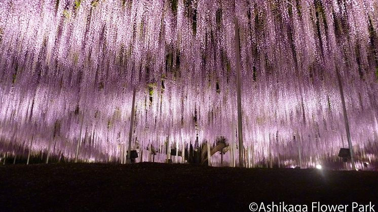 Ashikaga Flower Park(2)