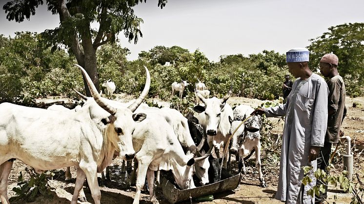 Nomadische Milchbauern mit ihren Kühen in Nigeria 